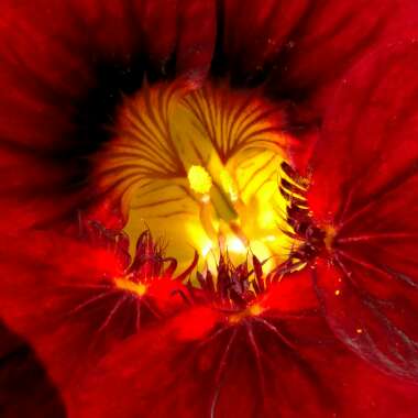 Tropaeolum majus