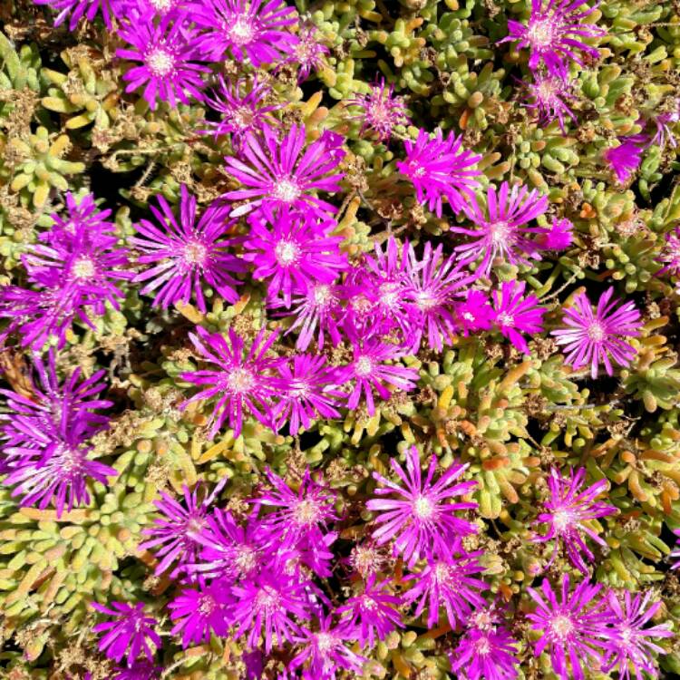 plant image 401108 plant image 401108