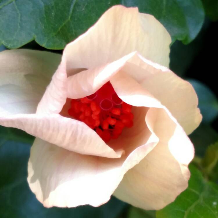 plant image 401114