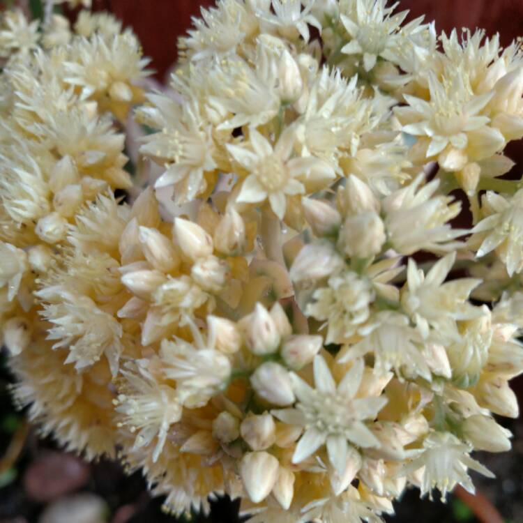 Plant image Aeonium Sunburst
