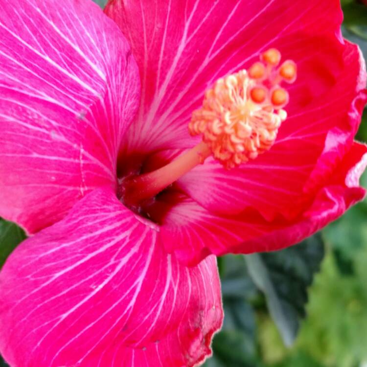 plant image 405048