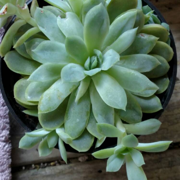 plant image 406270