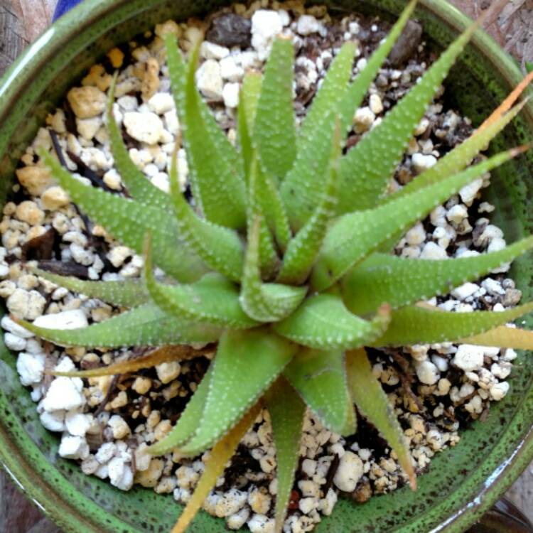 plant image 406611