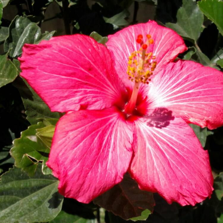 Plant image Hibiscus rosa-sinensis 'Painted Lady'