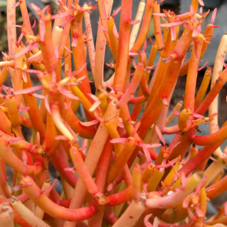Plant image Euphorbia tirucalli 'Rosea'
