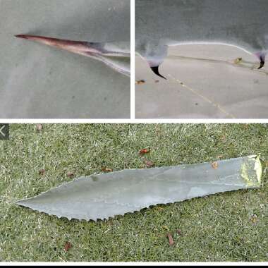 Agave Americana
