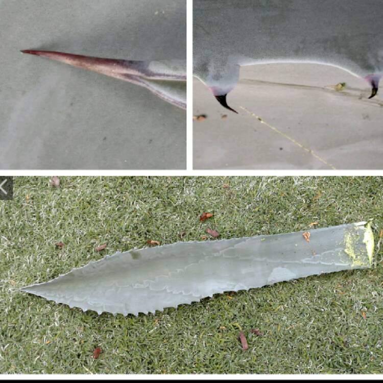 Plant image Agave Americana