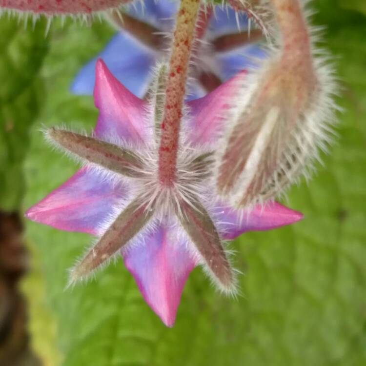 plant image 428362 plant image 428362