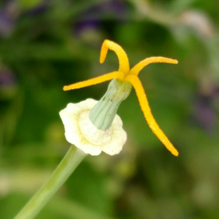 plant image 428371 plant image 428371