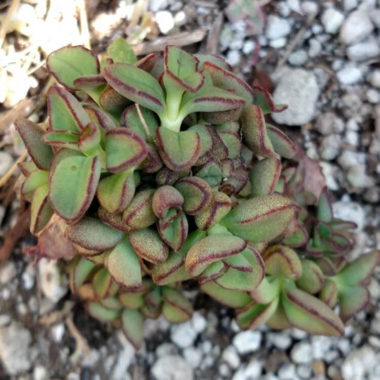 plant image 431158