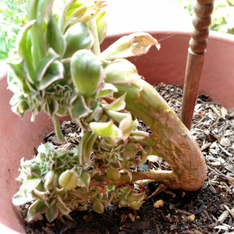 plant image 437756