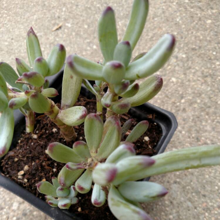plant image 437923 plant image 437923