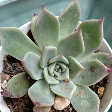 Echeveria Tippy