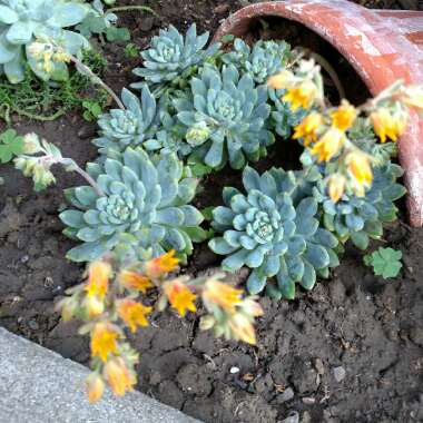 Echeveria Elegans