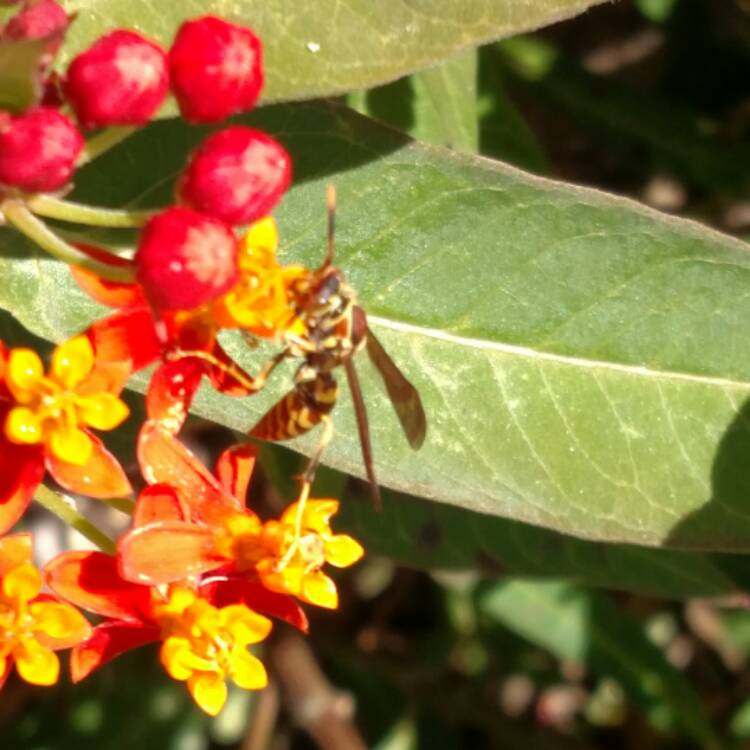 plant image 454781