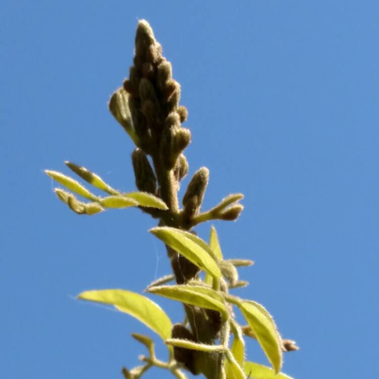 plant image 463356 plant image 463356