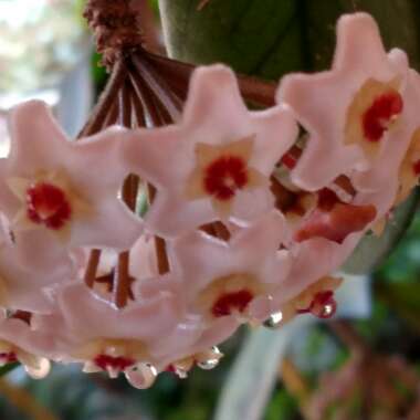 Hoya Carnosa