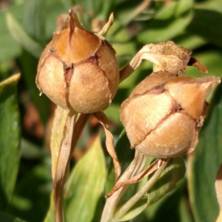 plant image 468134