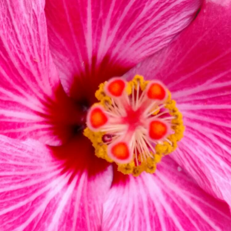 plant image 470567