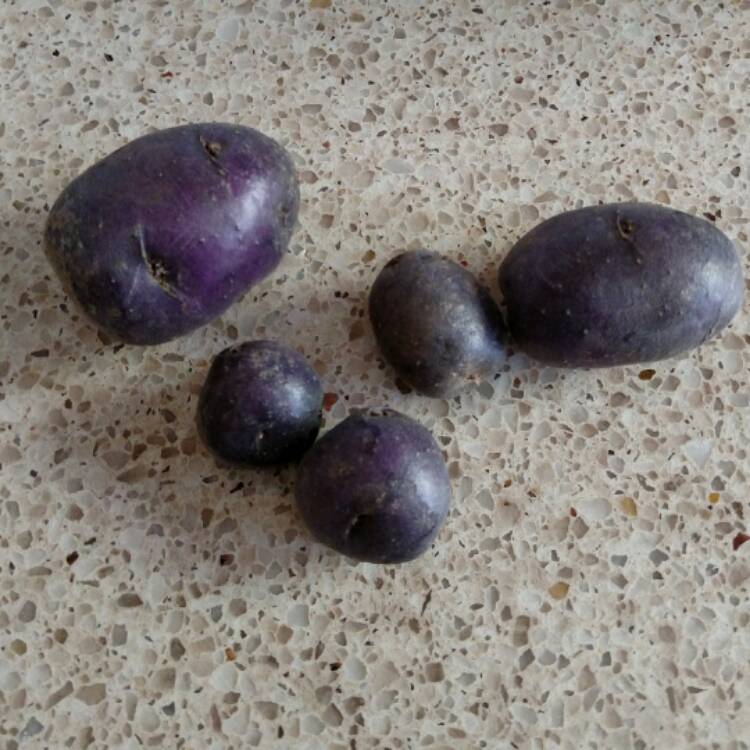 plant image 474542