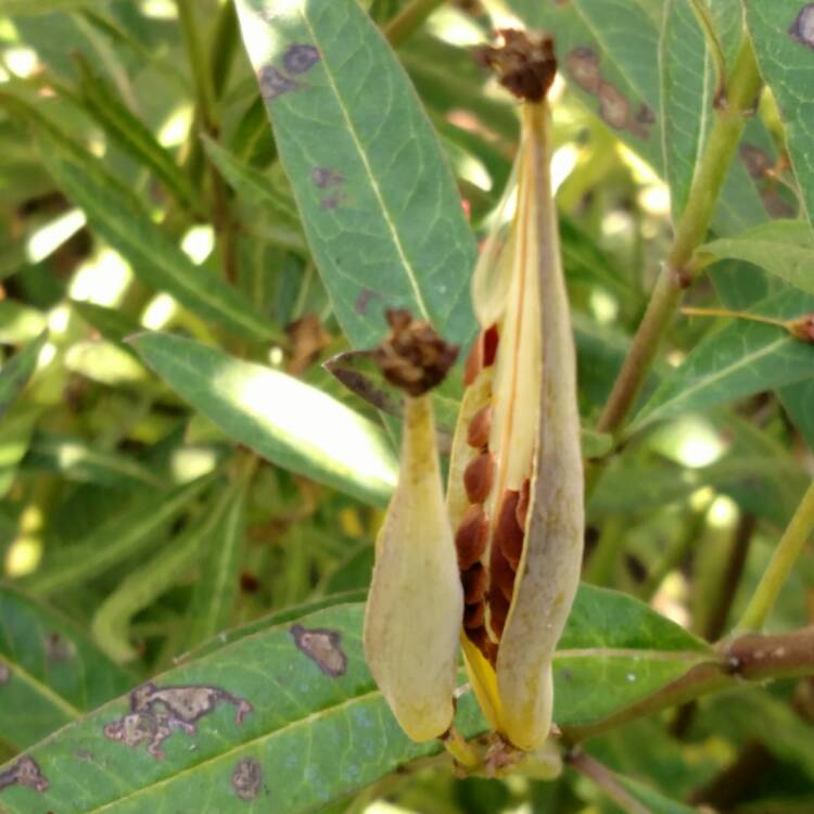 plant image 477022