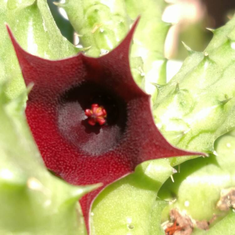 plant image 479136 plant image 479136