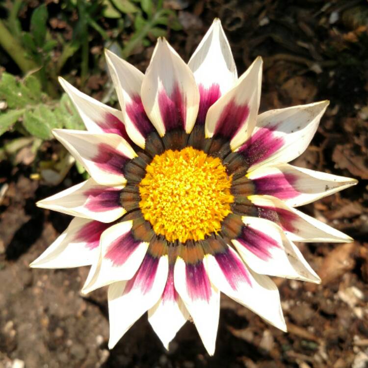 plant image 481145