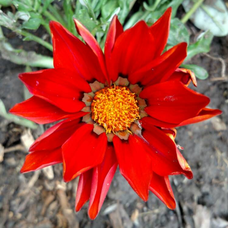 plant image 481150