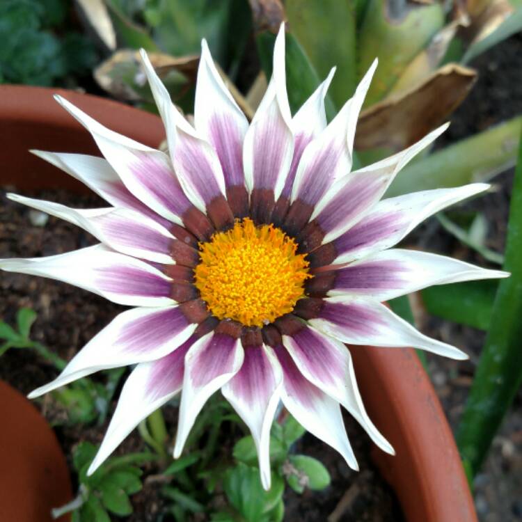 plant image 481167