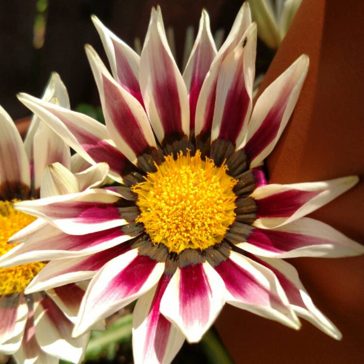 plant image 481170