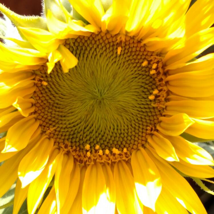 plant image 481179 plant image 481179