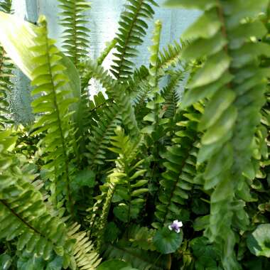 Polystichum munitum syn. Aspidium munitum