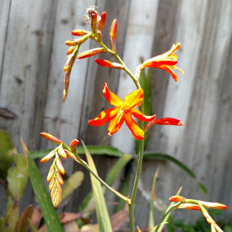 plant image 481241 plant image 481241