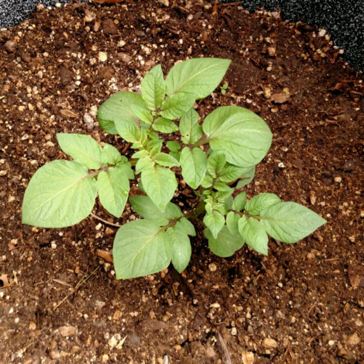 plant image 485570