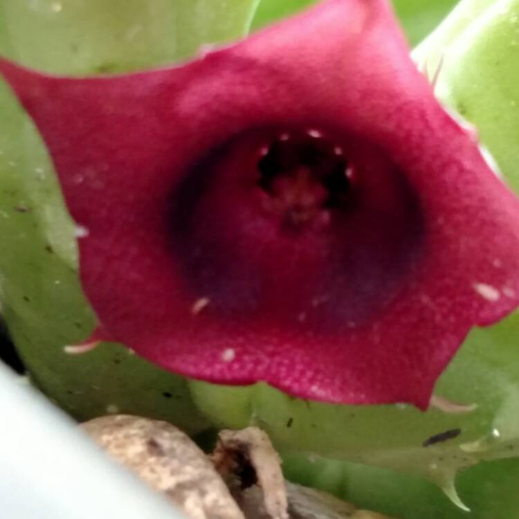 plant image 488139 plant image 488139