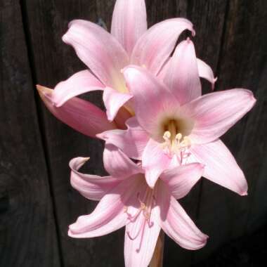 Amaryllis belladonna