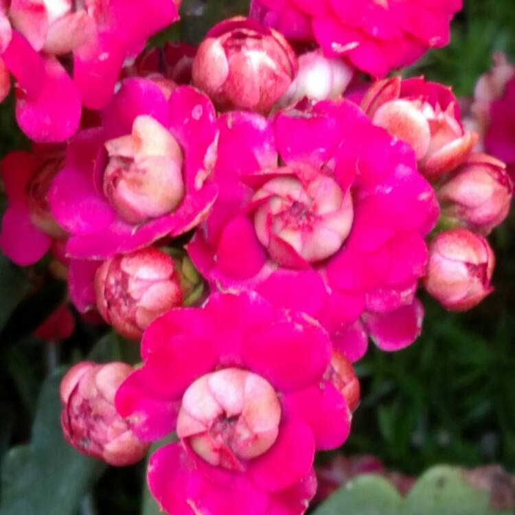 plant image 494446