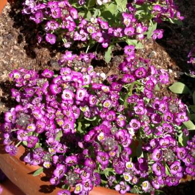 Lobularia maritima  syn. Alyssum maritimum