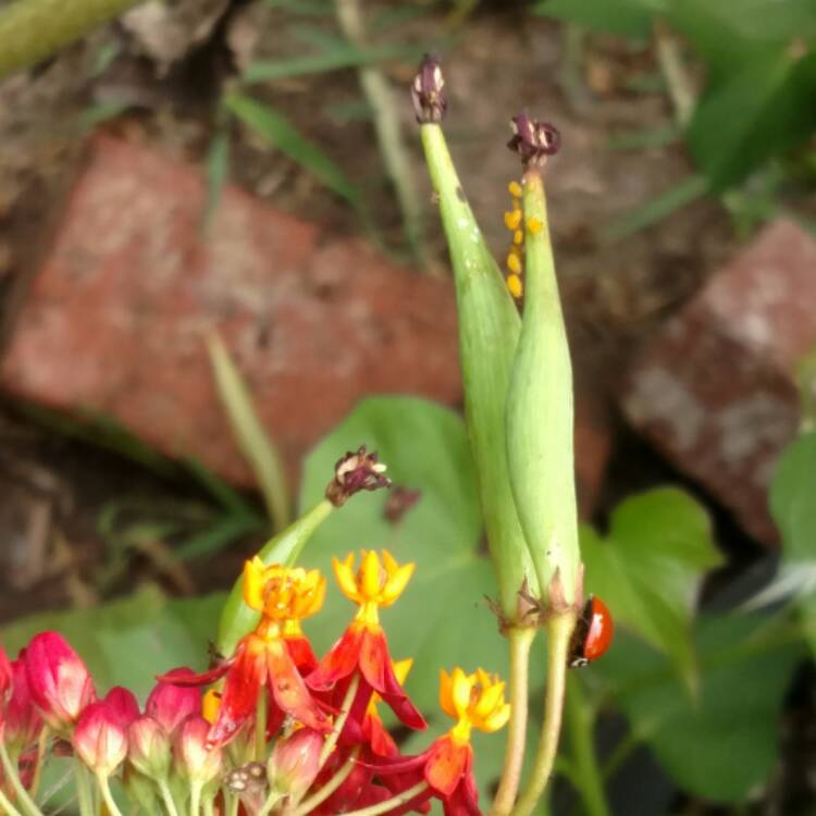 plant image 507680