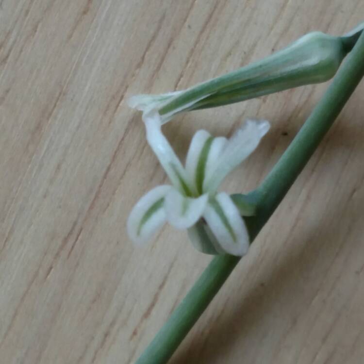 plant image 507695