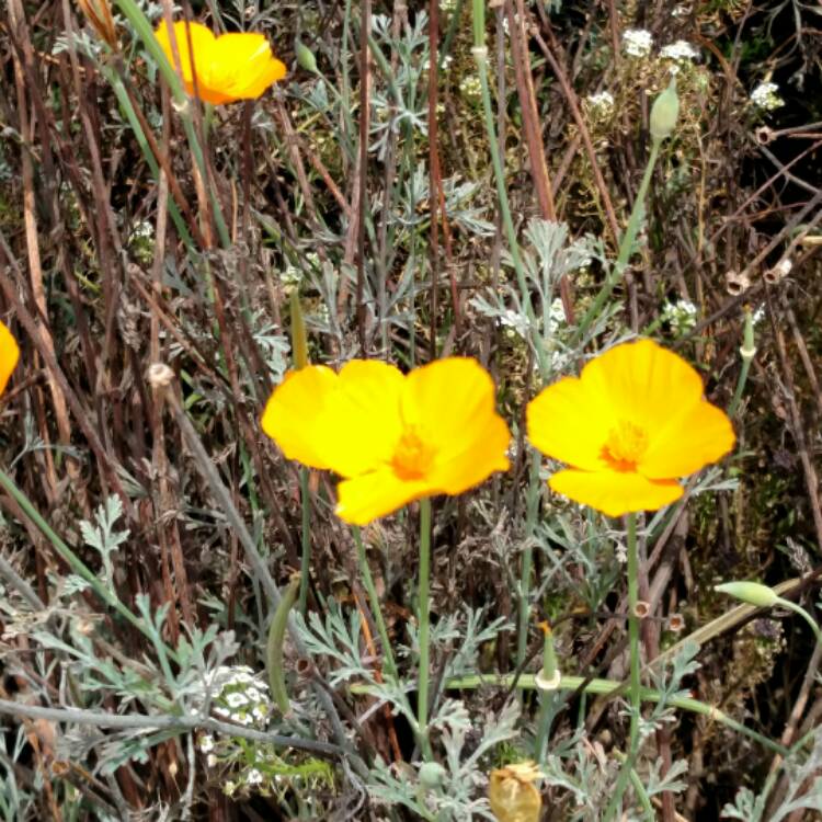 plant image 508514 plant image 508514