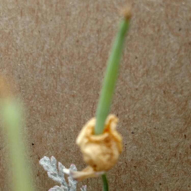 plant image 508517 plant image 508517