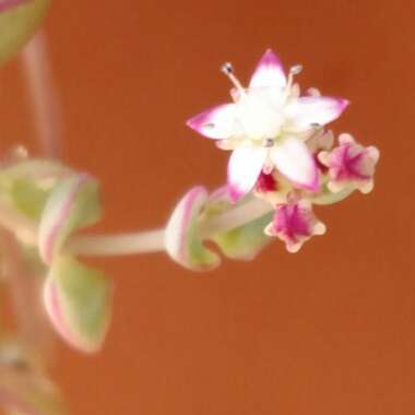 Crassula Pellucida subsp. Marginalis Dwarf Form
