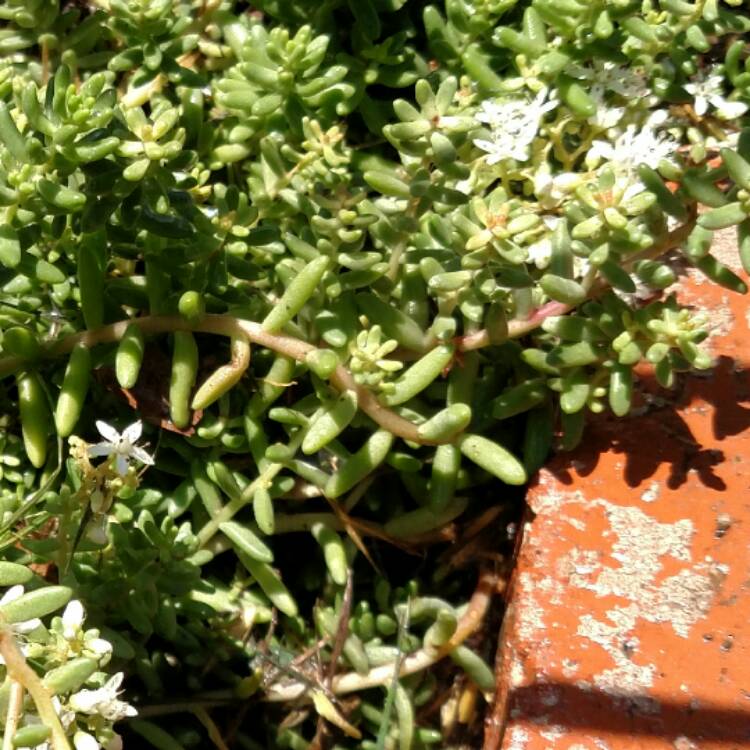 Plant image Sedum Album