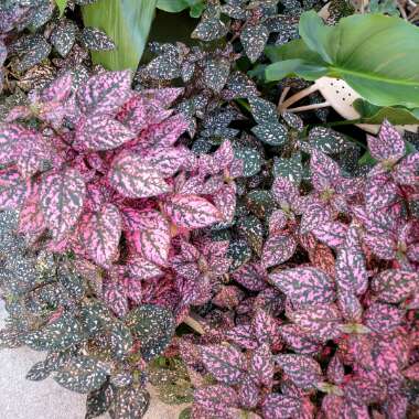 Hypoestes phyllostachya 'Splash Select Mix'