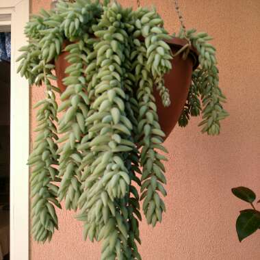 Sedum Morganianum