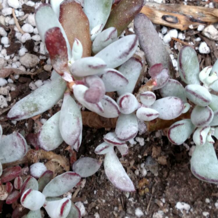 plant image 527634 plant image 527634