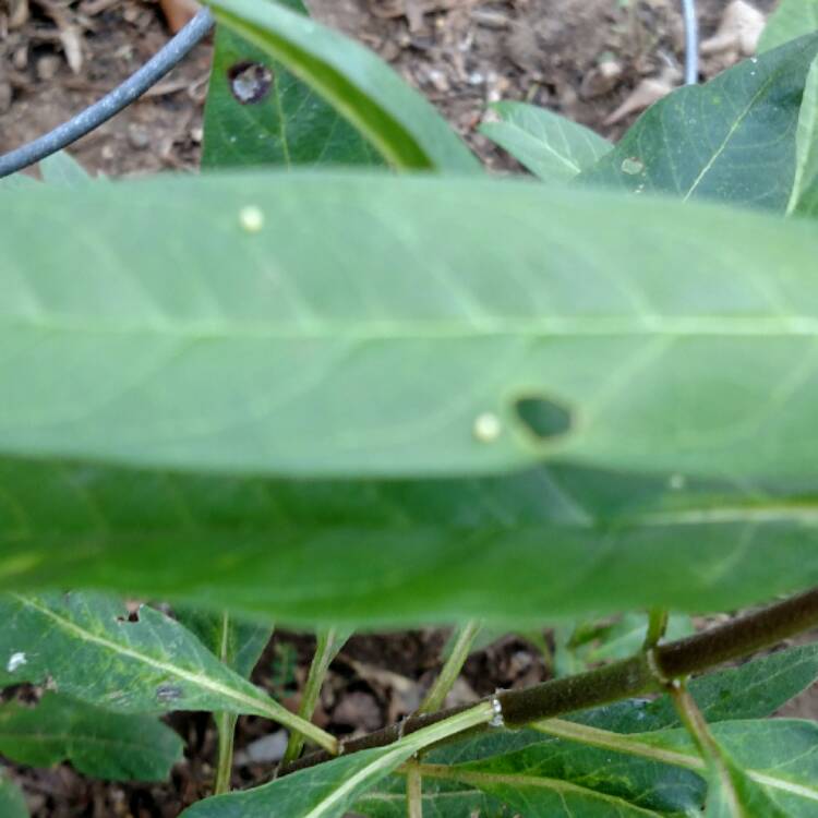 plant image 533041