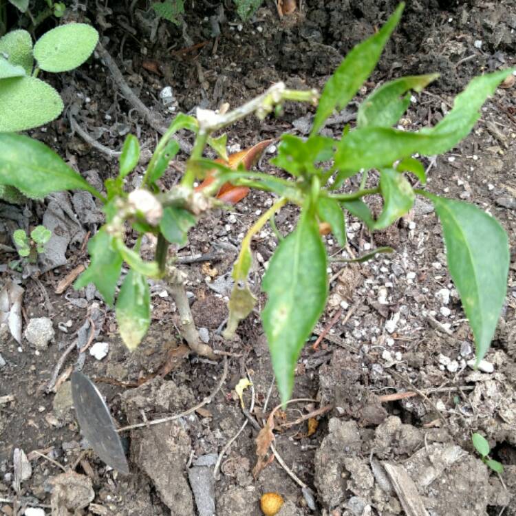 plant image 537097
