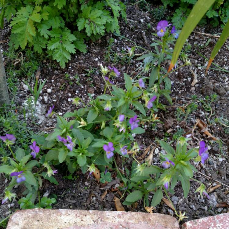 plant image 541622 plant image 541622